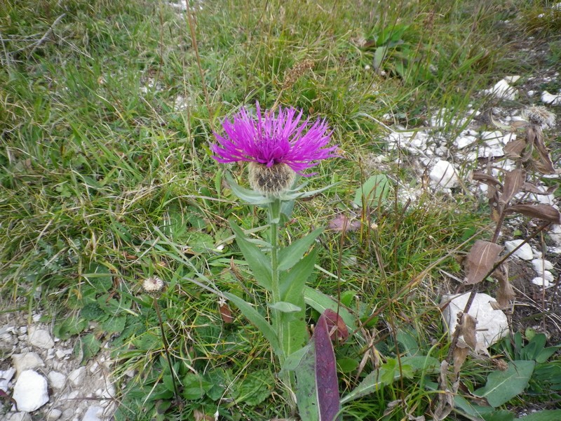 Centaurea nervosa